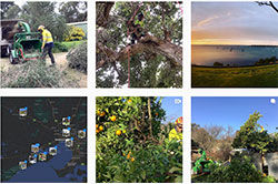 Future Tree Health
