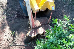 SP6016 Grinding Cedar Stump