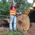 Hurricane Removes Massive Gum Tree Root in Belgrave Victoria Australia